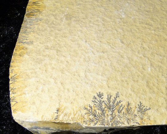 Klassisk dendrit kalksten fra Solnhofen i Tyskland, 1250 gr, 21 cm