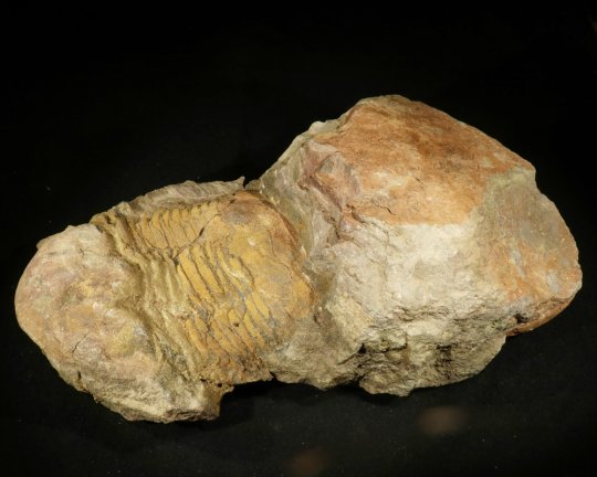 Agiersk stor trilobit, faktisk 2, se billeder, 804 gr 16,5 cm
